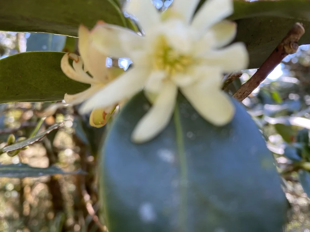Illicium Anisatum