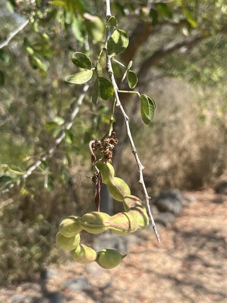 Pithecellobium Dulce