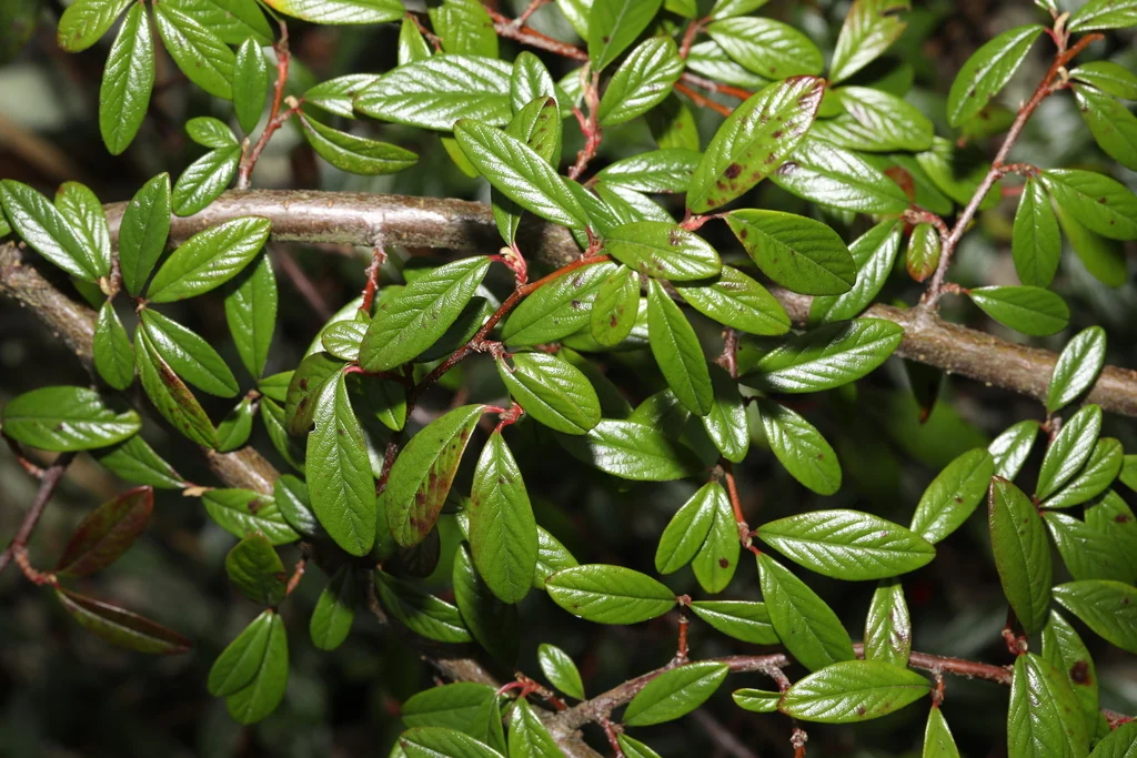 Cotoneaster Salicifolius