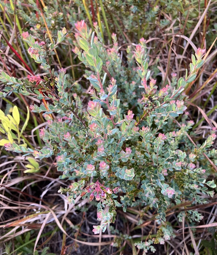 Vaccinium Darrowii