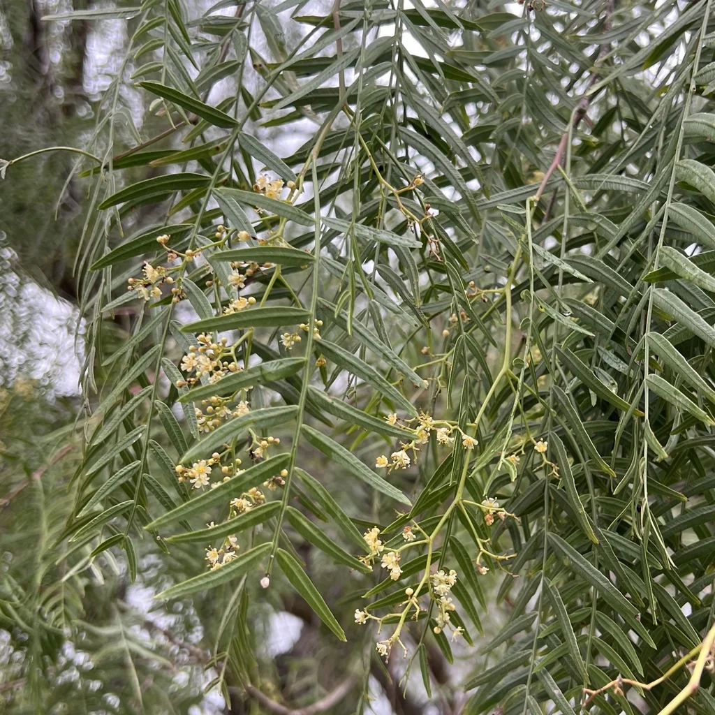 Schinus Molle