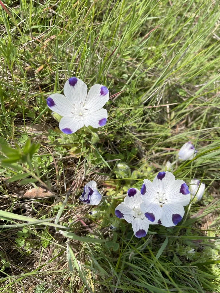 Nemophila Maculata