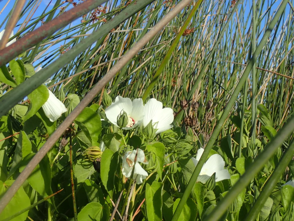 Hibiscus Lasiocarpos Var. Occidentalis