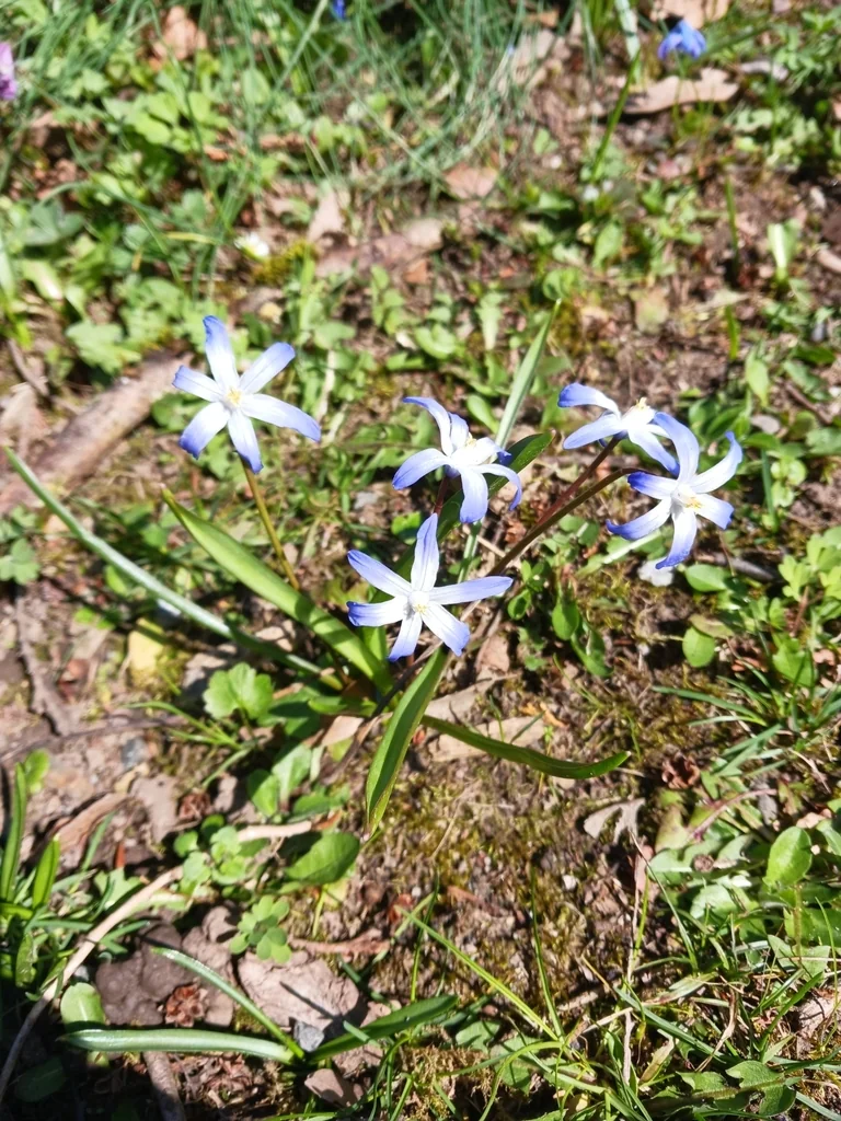 Chionodoxa Forbesii