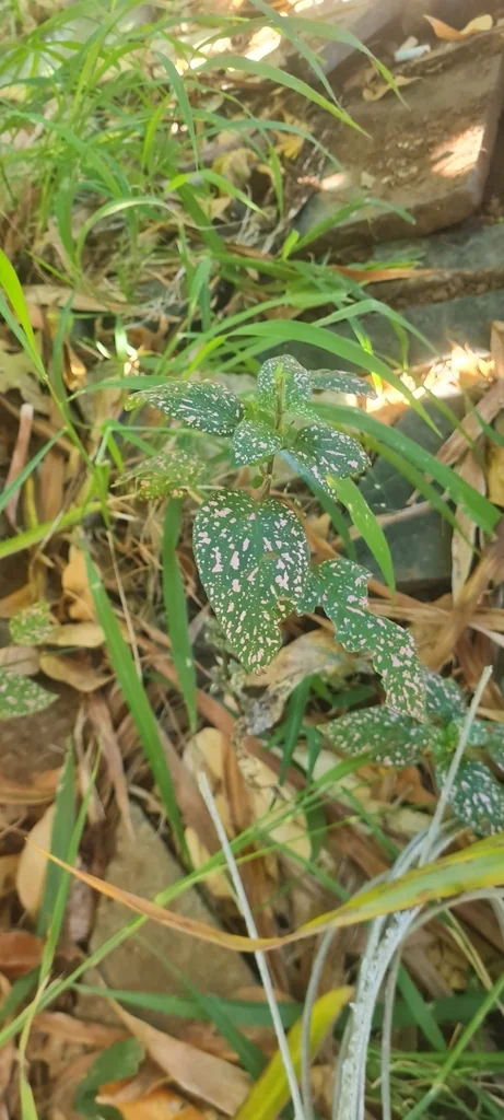 Hypoestes phyllostachya