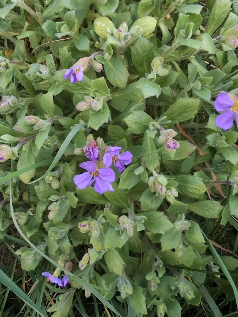 Aubrieta Deltoidea