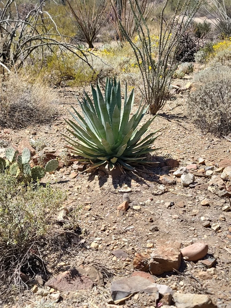 Agave Palmeri