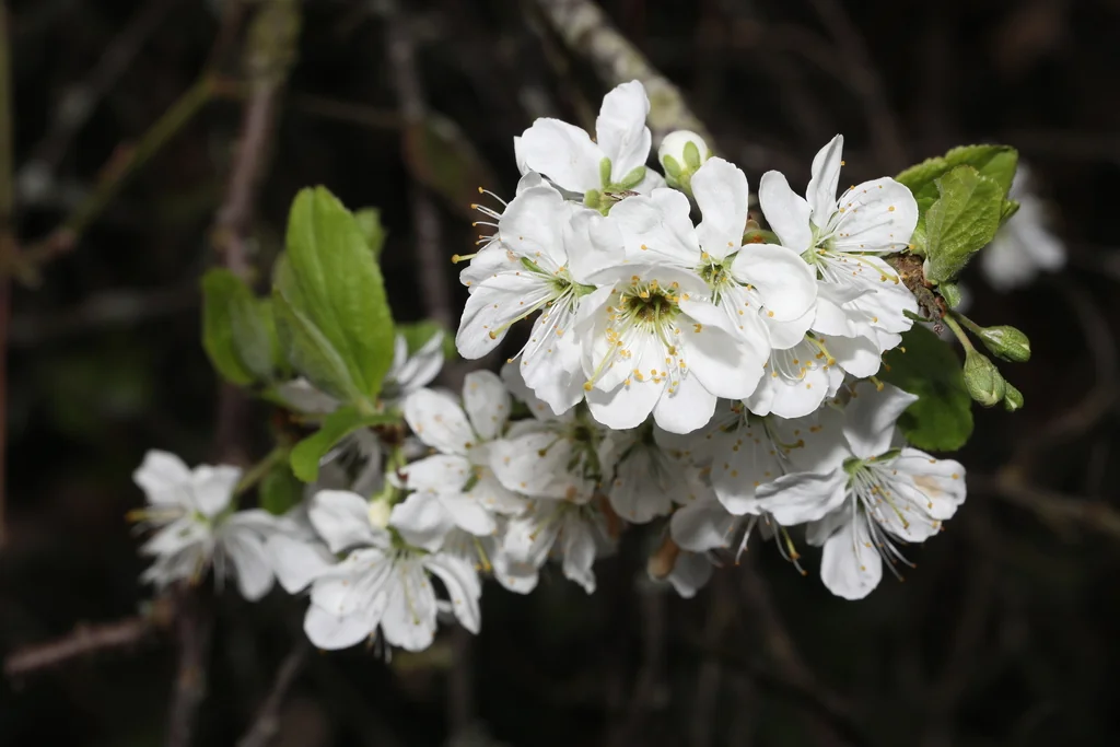 Prunus Domestica