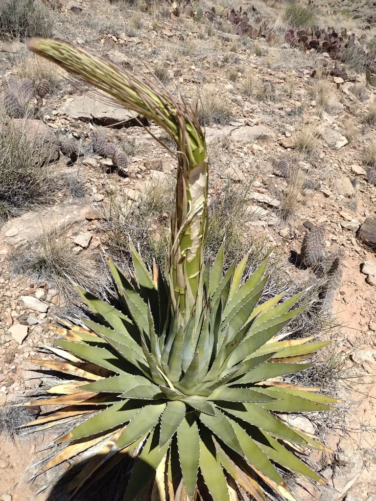 Agave Utahensis