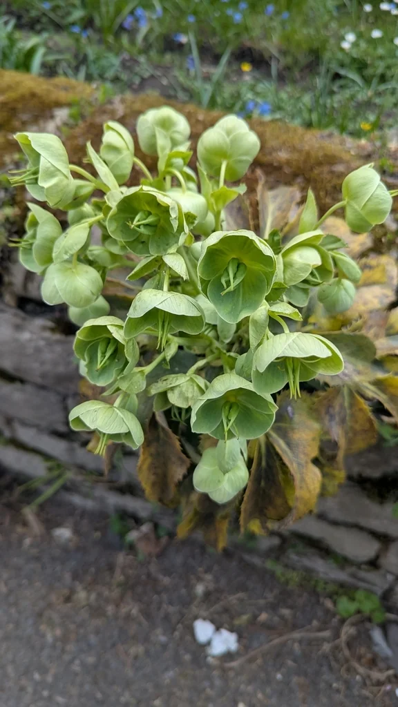 Helleborus Argutifolius
