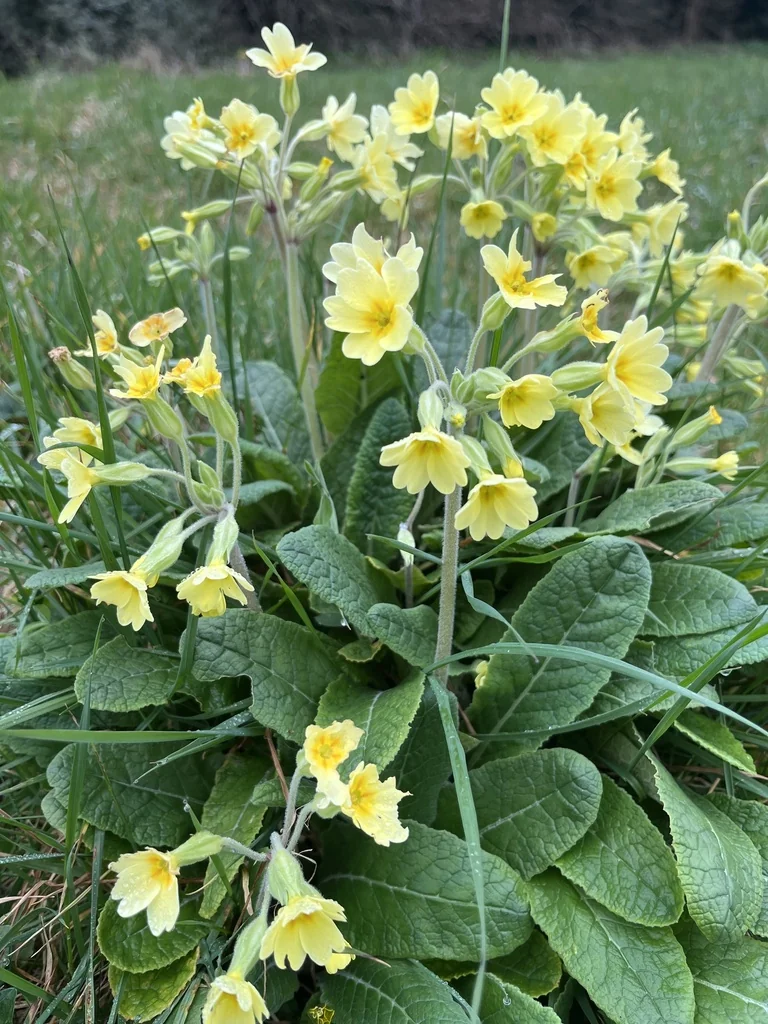 Primula X Polyantha