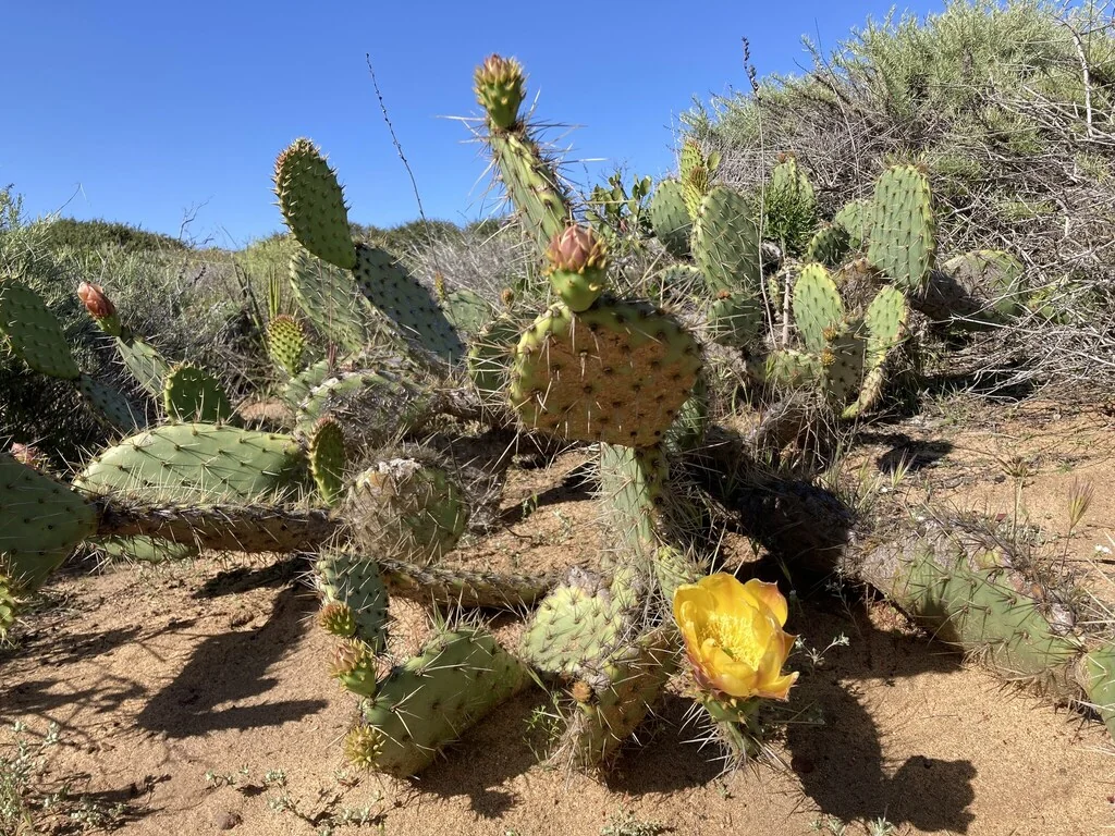 Opuntia littoralis