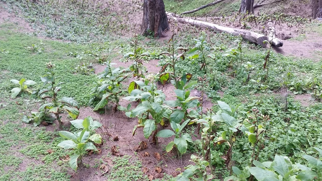 Nicotiana Tabacum