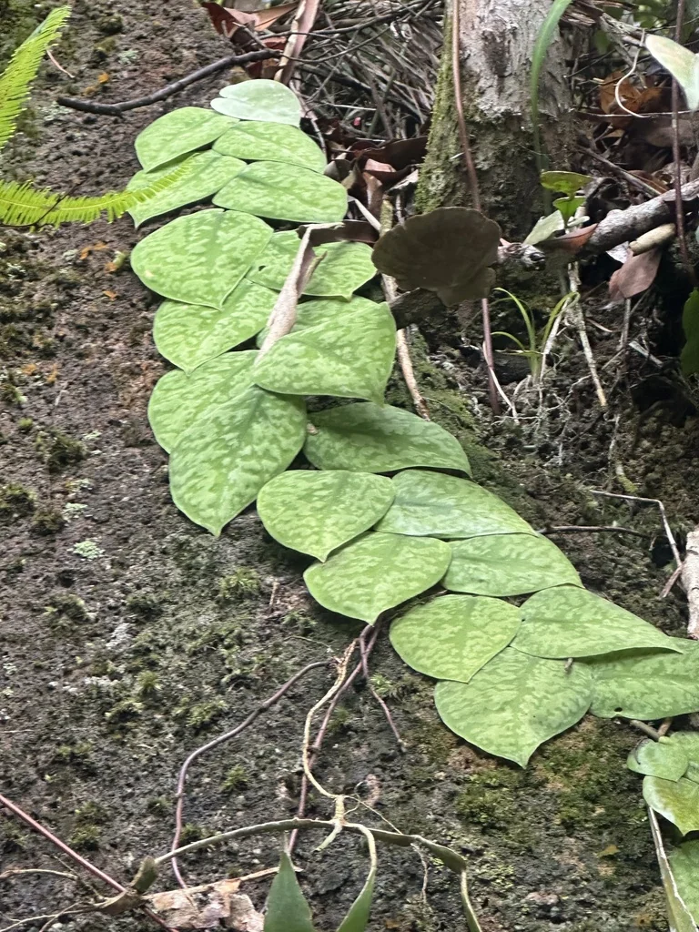 Scindapsus pictus