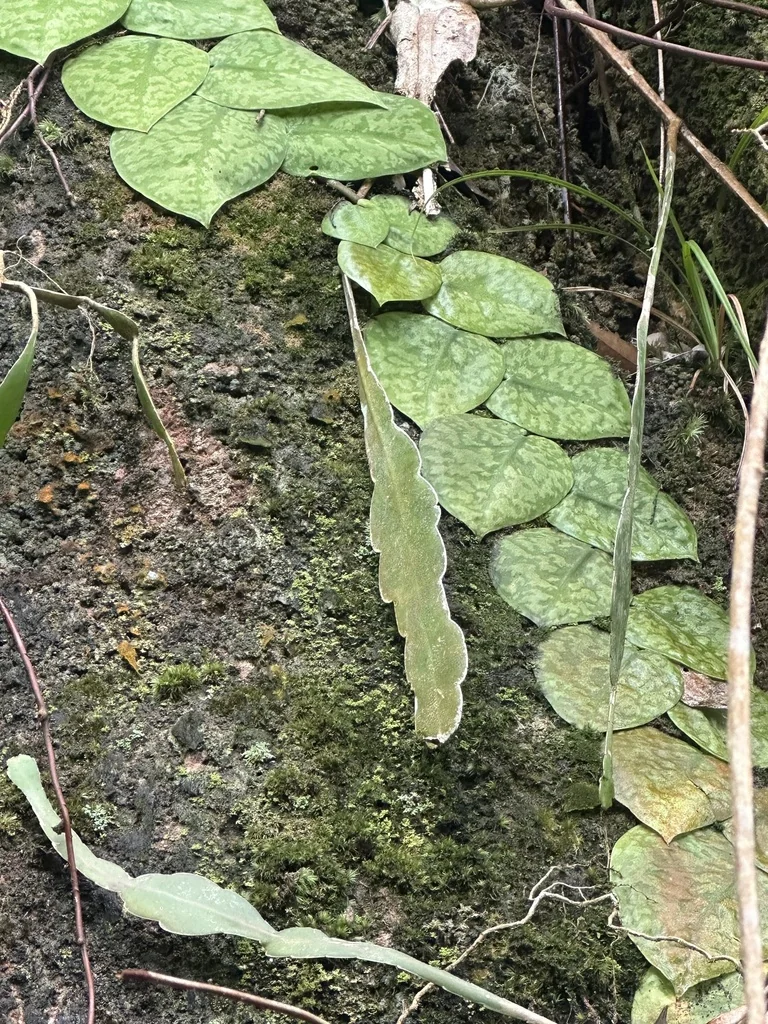 Scindapsus pictus