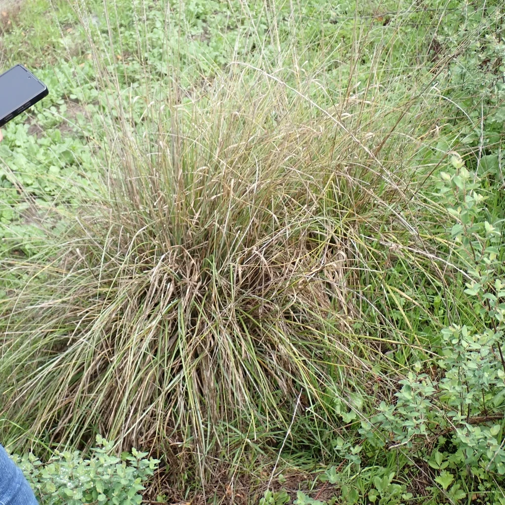 Muhlenbergia Rigens