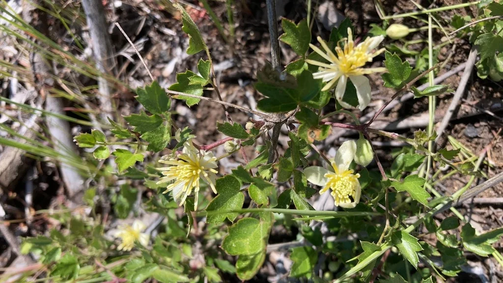 Clematis Pauciflora