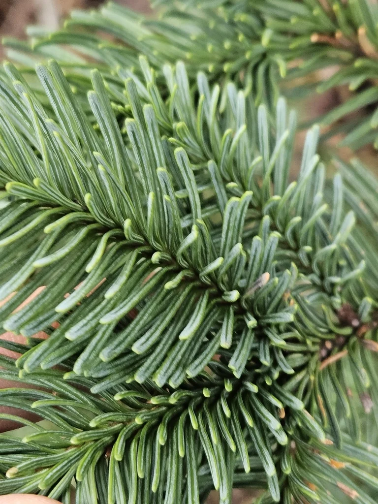 Abies Procera