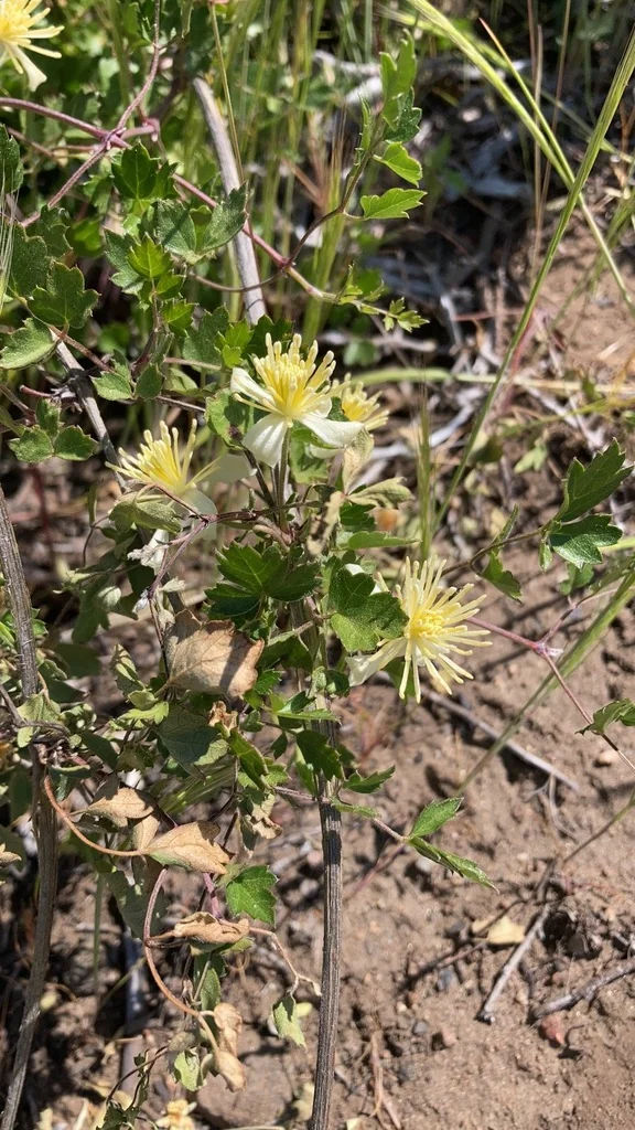 Clematis Pauciflora