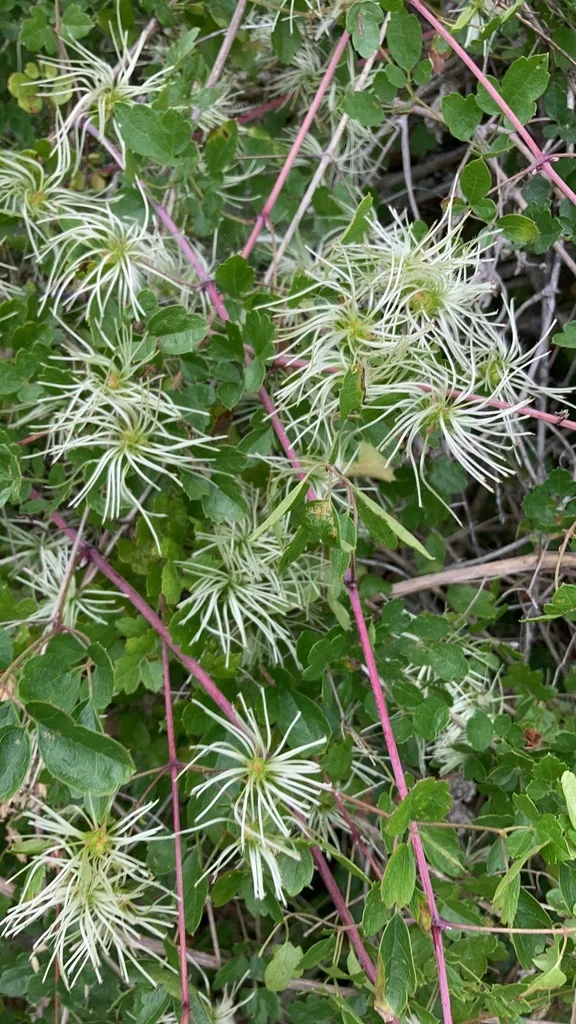 Clematis Pauciflora