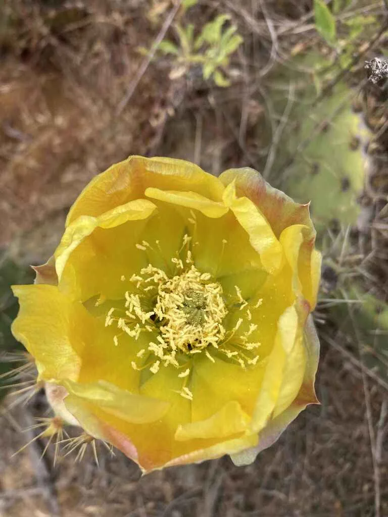 Opuntia littoralis