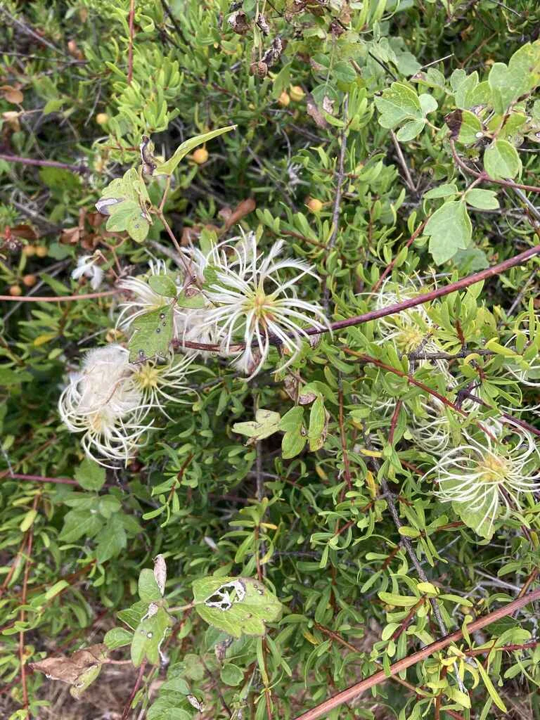 Clematis Pauciflora