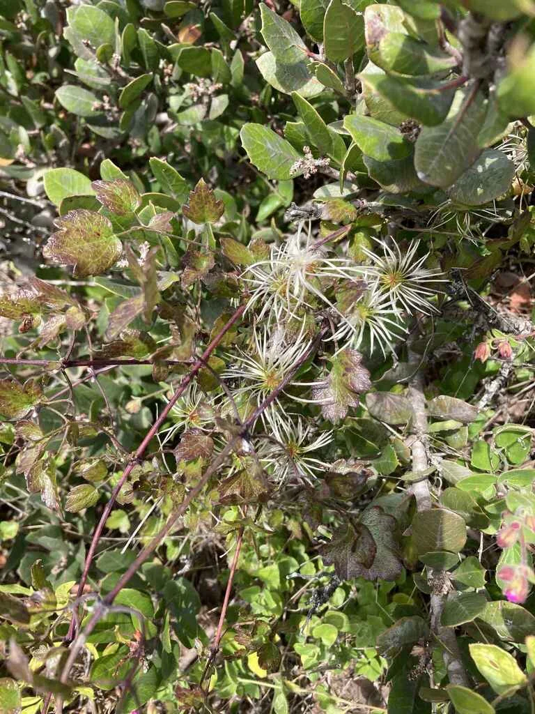 Clematis Pauciflora