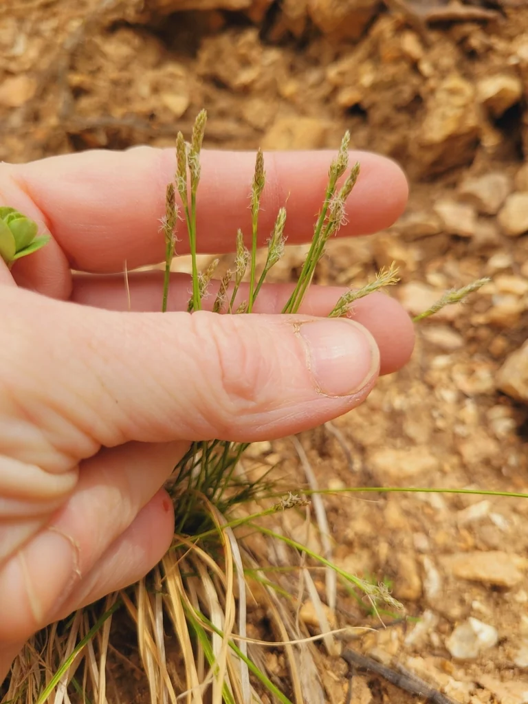 Carex Albicans