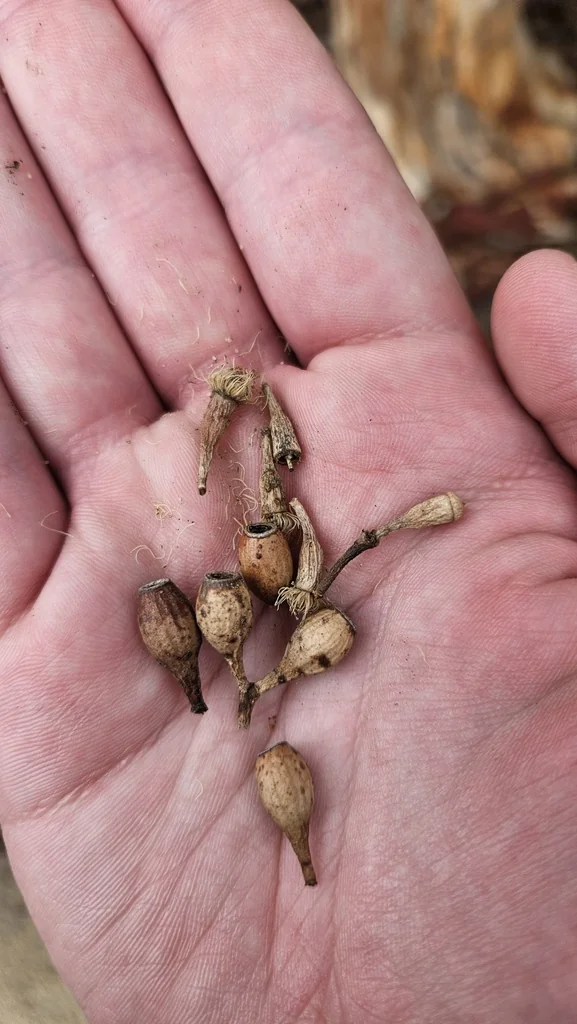 Eucalyptus Cladocalyx