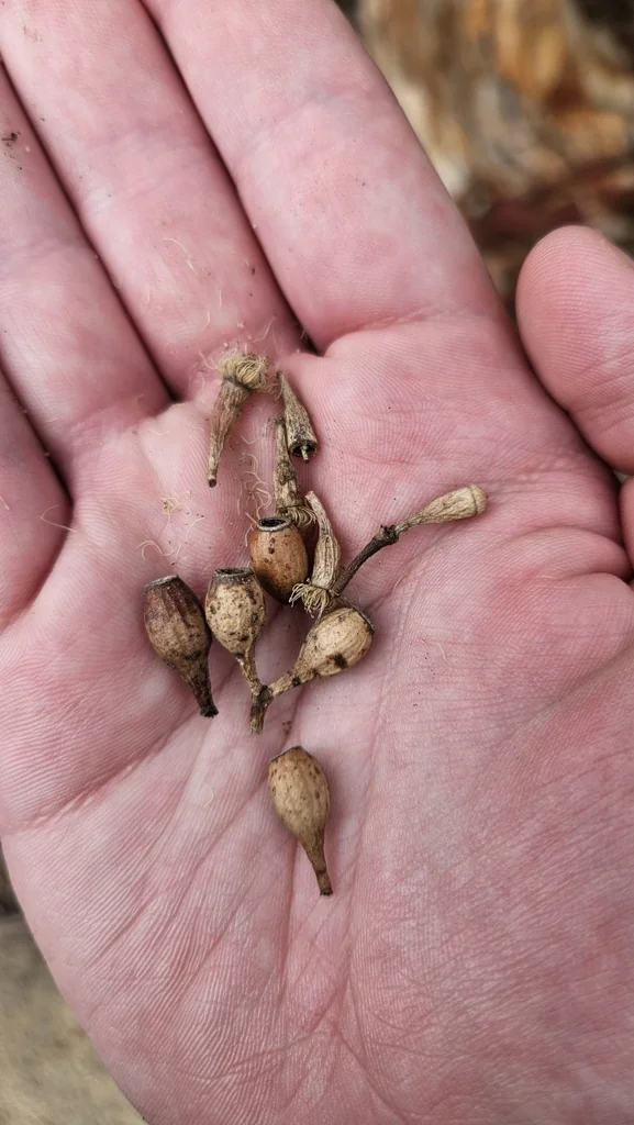Eucalyptus Cladocalyx