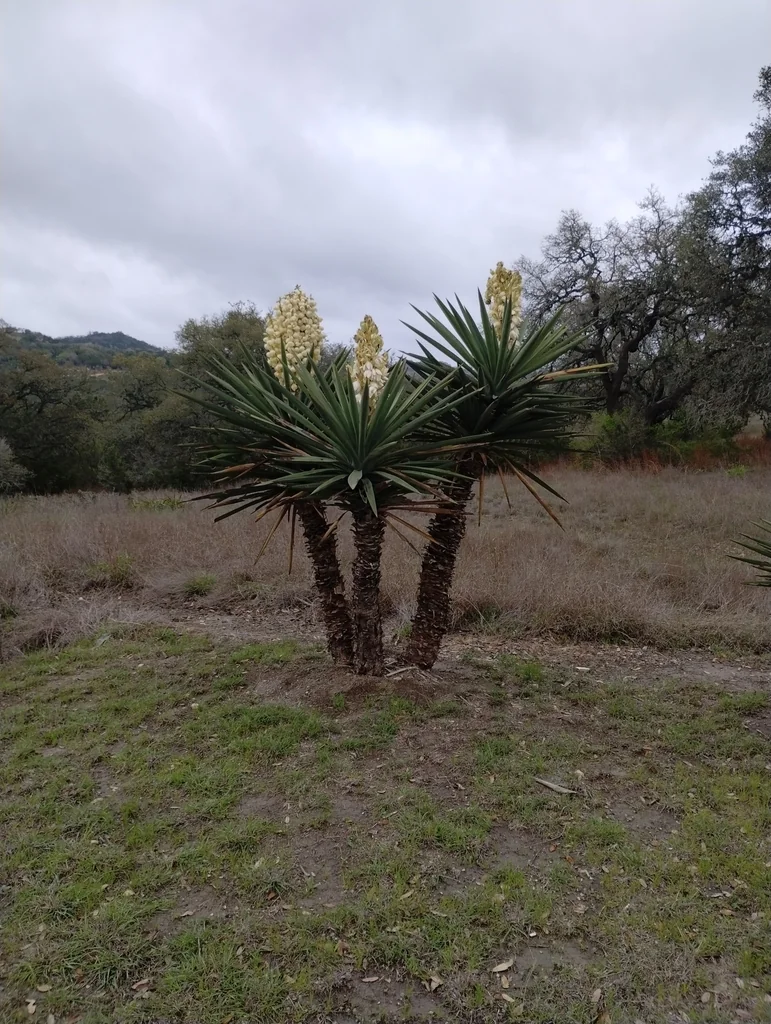 Yucca Treculiana