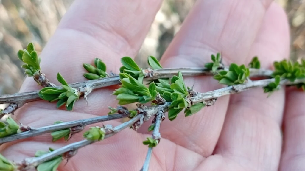 Caragana frutex