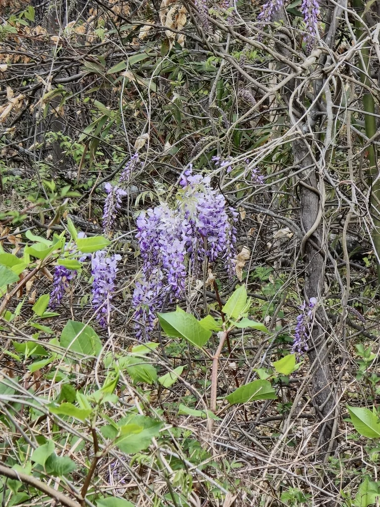 Wisteria Floribunda
