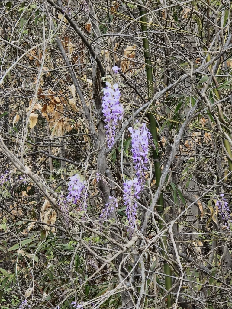 Wisteria Floribunda
