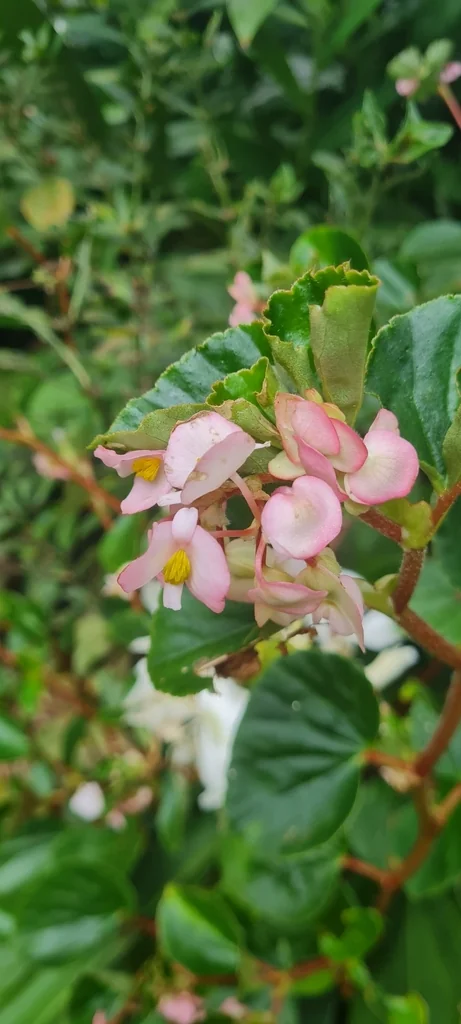 Begonia semperflorens