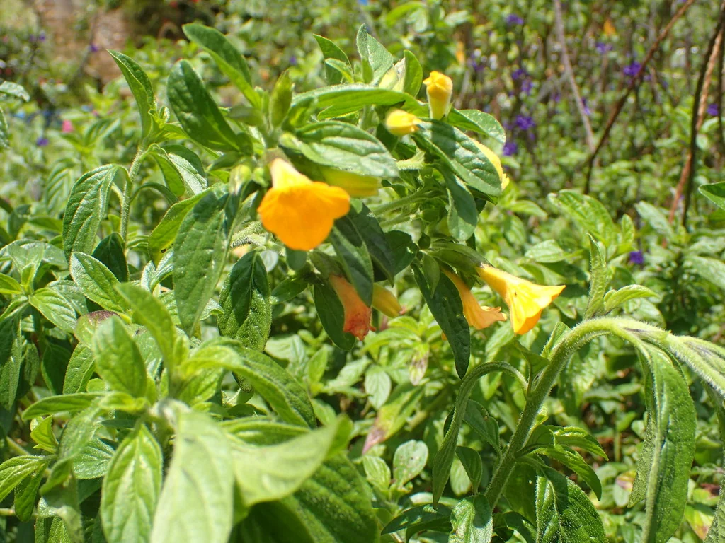 Streptosolen Jamesonii