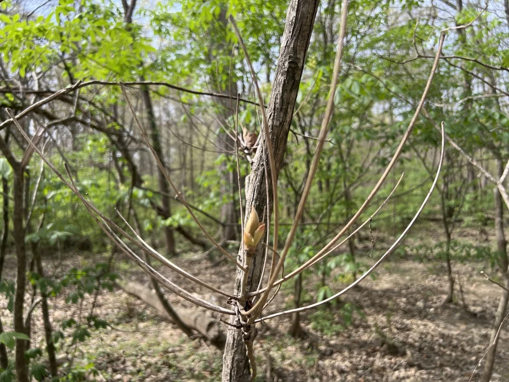 Carya Laciniosa