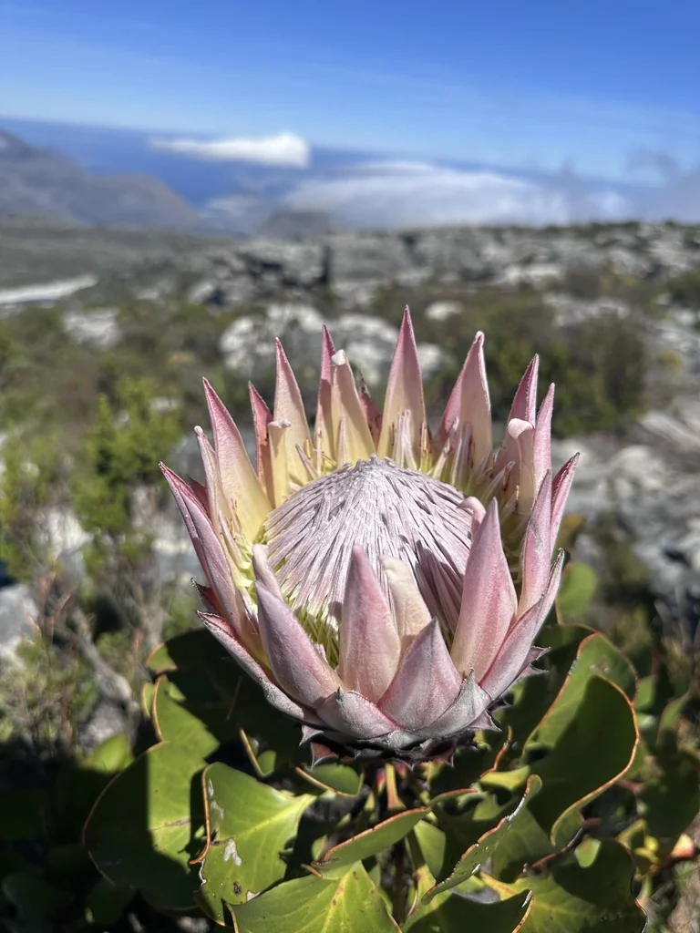Protea Cynaroides