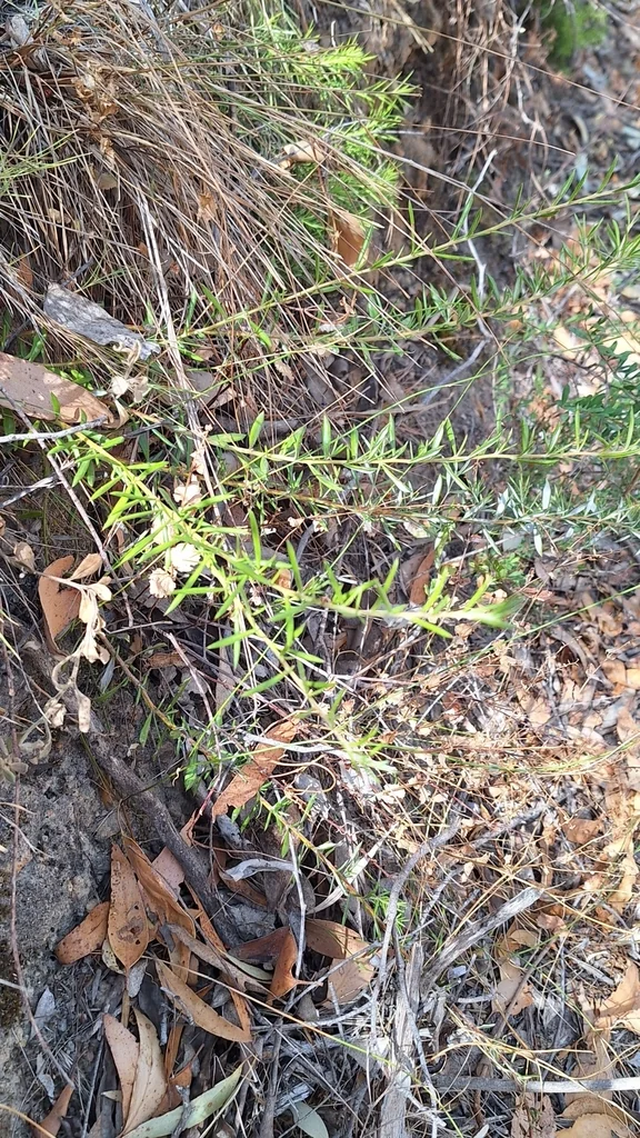 Grevillea Lavandulacea
