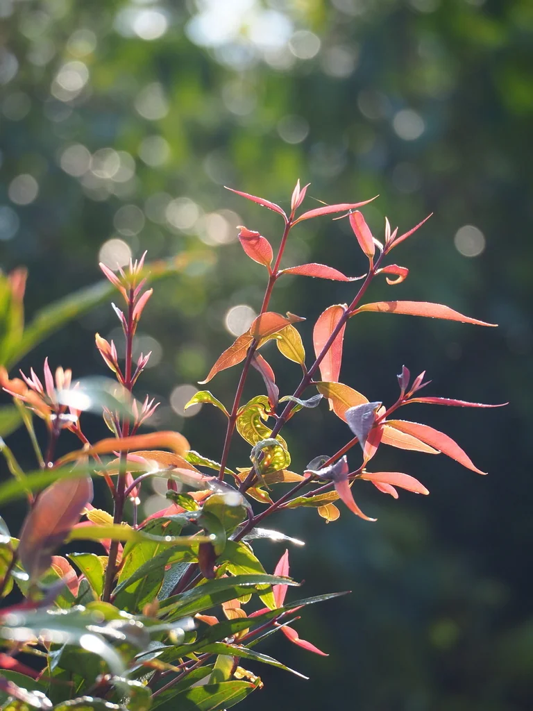 Syzygium Jambos