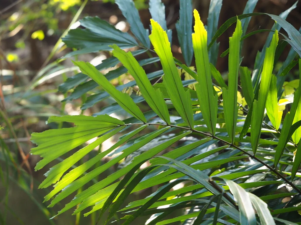 Arenga Engleri