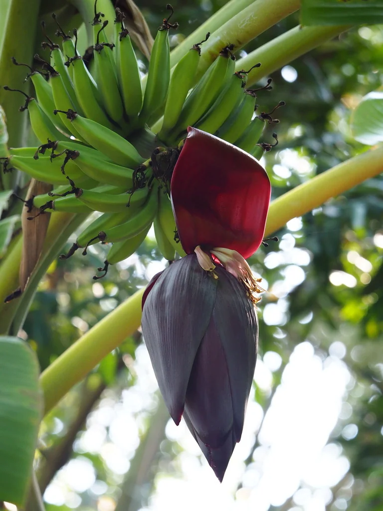 Musa X Paradisiaca