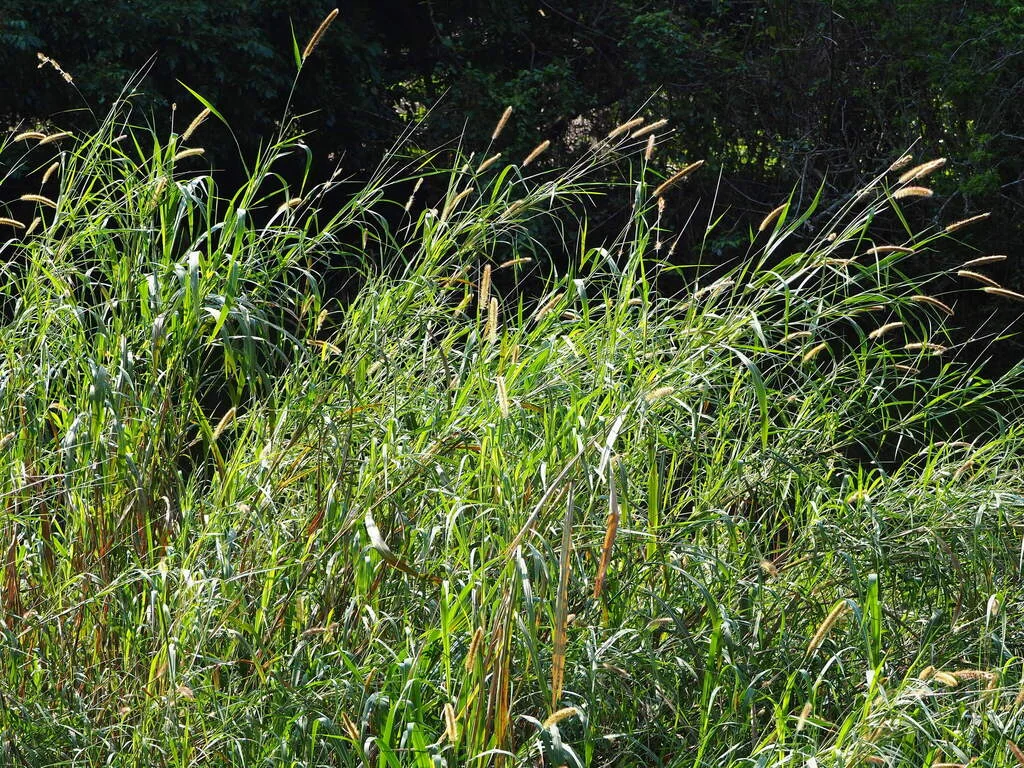 Pennisetum Purpureum