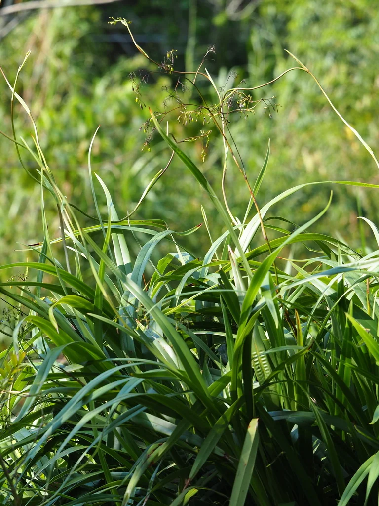 Dianella Ensifolia