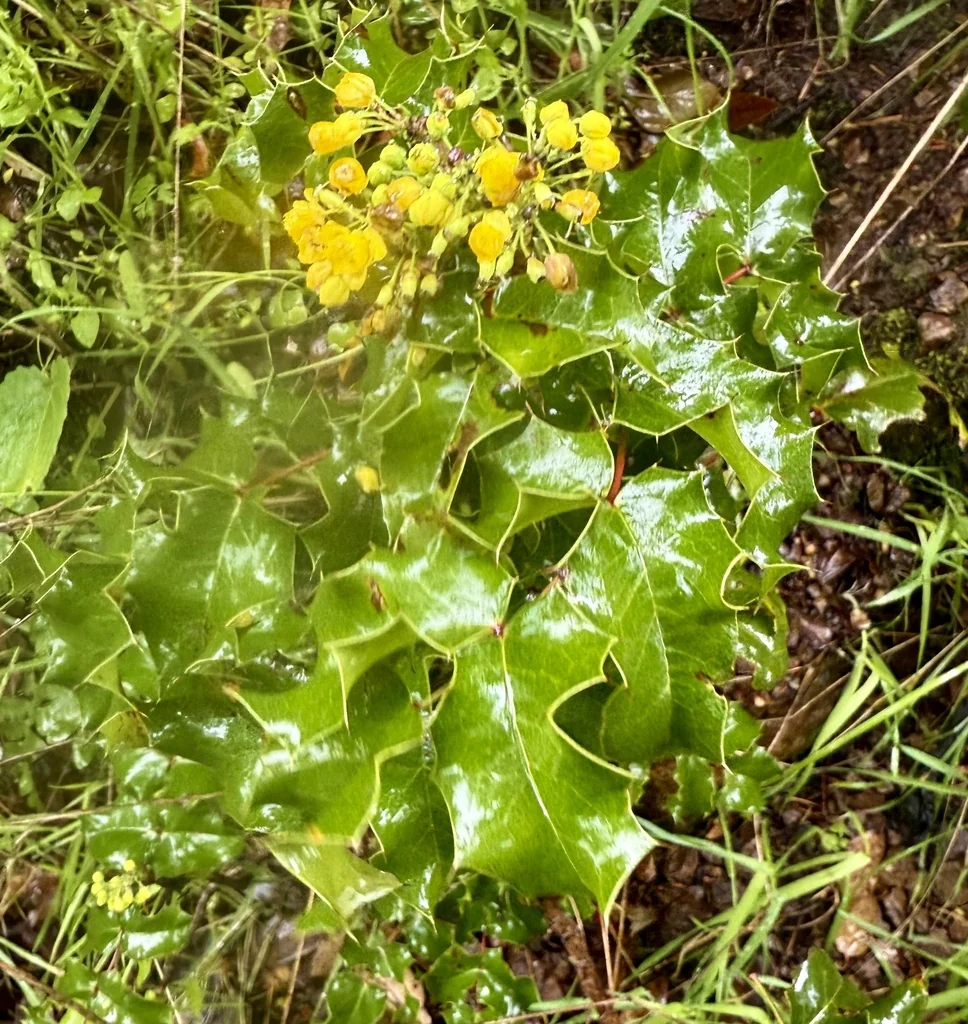 Berberis Pinnata