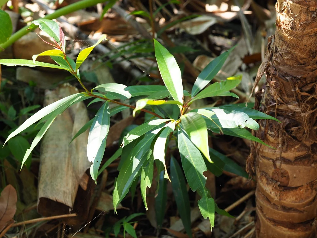 Syzygium Jambos