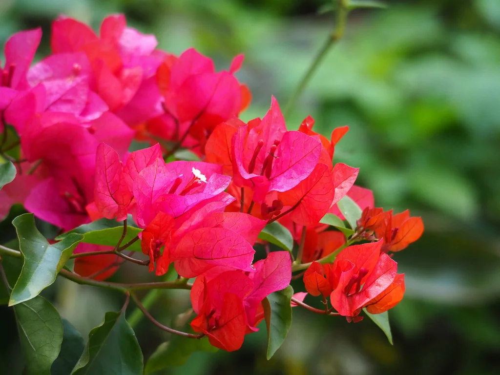 Bougainvillea Spectabilis