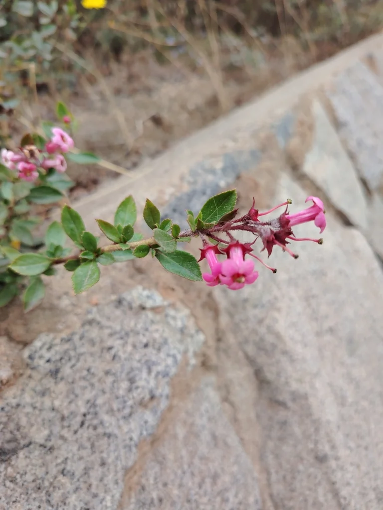 Escallonia Rubra