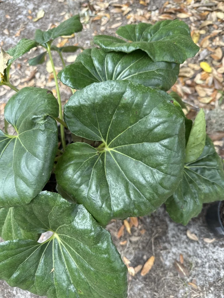 Farfugium Japonicum