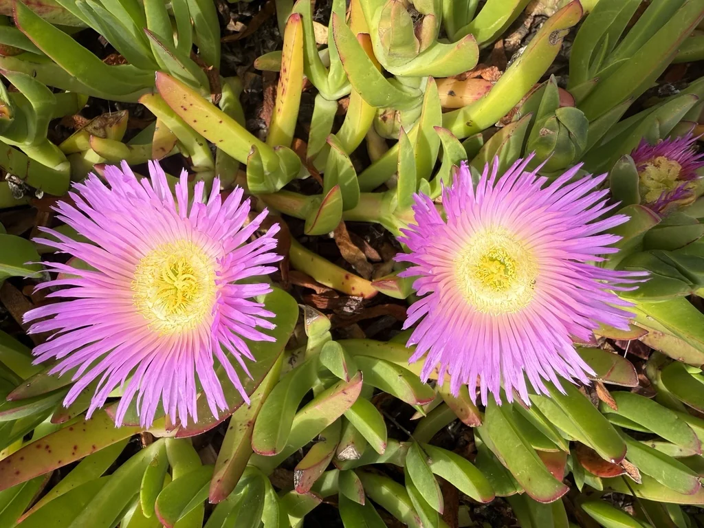 Carpobrotus Chilensis